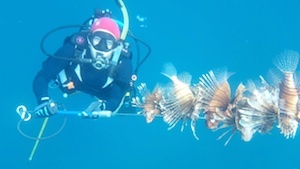 Bowman with a spear full of lionfish. She participates in the FWC Reef Rangers Lionfish Control program. 